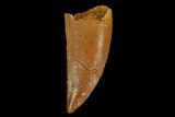 Serrated, Raptor Tooth - Real Dinosaur Tooth #124261-1